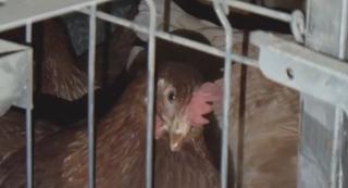 Carne de pui contaminată găsită la o fermă din Scorniceşti, județul Olt