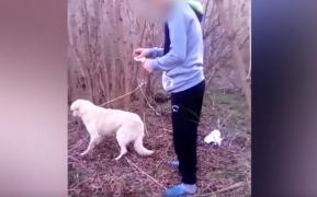 Câine incendiat pentru amuzament, în Dâmboviţa