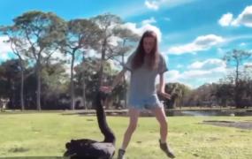 Iubitoare de animale din Florida, fugărită de o lebădă
