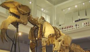 Exponate rare la Muzeul Antipa din București