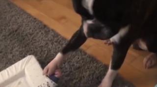 Un bulldog francez, nedezlipit de bebeluş de cinci luni