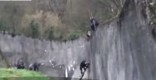 Cimpanzeii de la grădina zoologică din Belfast au evadat din ţarc, dar s-au întors singuri înapoi