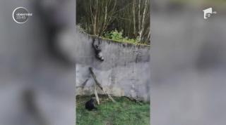 Cimpanzeii au evadat din țarc la o grădină zoologică din Irlanda de Nord