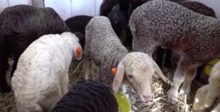 Tradiţionalul miel pentru masa de Paşte va fi mai mare şi mai ieftin, anunţă ciobanii