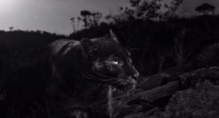 Imagini rare. Un leopard negru a fost surprins în Kenya