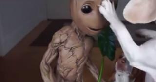 Personajul Groot din filmele cu supereroi salvează acum câinii invadaţi de extratereştii