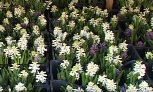 14 februarie, o zi a iubirii și a florilor