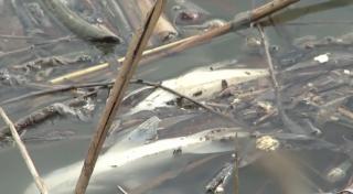 Dezastru ecologic în bălțile din nordul Capitalei. Tone de pești morți, scoase din apă