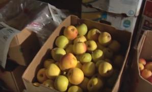 Merele românești se strică în depozite