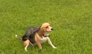 Relaţia dintre un câine şi un pui de oposum înduioşează Australia (Video)