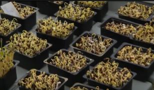 Agricultura la ghiveci, o afacere din ce în ce mai profitabilă pentru antreprenori