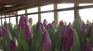Şi-a dedicat întreaga viaţă florilor, iar la 91 de ani a devenit cel mai bătrân florar din România