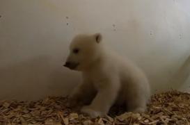 Un urs polar de 11 săptămâni a fost prezentat la grădina zoologică din Berlin
