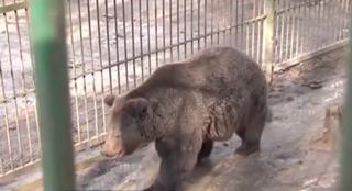 Un urs terorizează localnicii unui cartier din Târgu Mureş