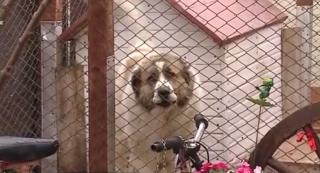 Scandal la Techirghiol, unde autorităţile au decis ca iubitorii de animale care vor mai mulţi câini, trebuie să aibă şi mai mult teren