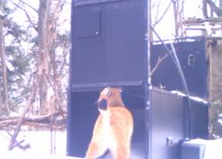 Râs capturat în Munţii Vrancei, trimis în Slovenia