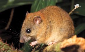 Specie dispărută din cauza încălzirii globale (Video)