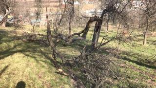 Recoltă de fructe slabă în 2019, din cauza îngheţului care a afectat livezile