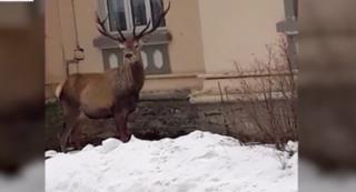 Un cer şi un urs au apărut în zona unui spital din Azuga