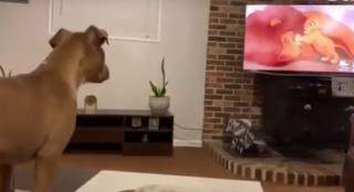 Câinele care plânge la filmul Regele Leu a impresionat zeci de mii de internauţi (Video)