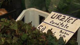 Urzicile, mai scumpe decât fructele de mare. Un kilogram costă 50 de lei în pieţe