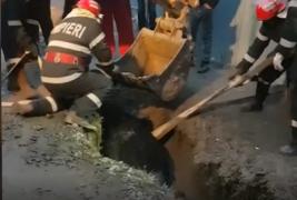 Vacă salvată cu excavatorul dintr-un șanț, în judeţul Tulcea