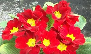 Flori de 8 Martie. Serele din România sunt pregătite pentru cadouri