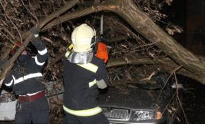 Copaci prăbușiți în București, în urma episodului de vreme rea. Capitala e sub cod galben