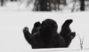 Urs filmat în Harghita când face tumbe în zăpadă (Video)