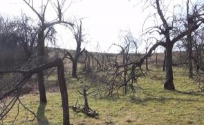Zăpada și înghețul au făcut ravagii în livezile din România