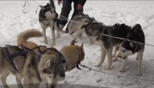 Expediție în zăpadă în Munţii Harghitei, cu sania trasă de câini (Video)