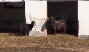 Fazanii aurii şi bivolii indieni de la Zoo Bârlad vor fi scoşi la licitaţie, pentru că s-au înmulţit peste măsură