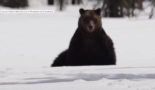 Urs filmat în timp ce se joacă fericit în zăpadă, într-o zonă împădurită din Harghita (Video)
