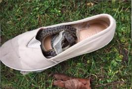 Surpriză uriaşă pentru o femeie, după ce s-a întors din vacanţă. A descoperit un şarpe în bagaj