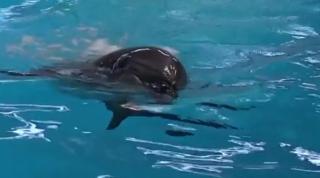 Delfinii din Marea Neagră, în pericol de dispariţie. Vor fi monitorizaţi din avion