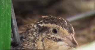 Afacerile cu prepeliţe: investiţii mici, profit rapid, spun crescătorii