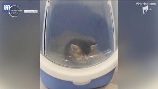 Pisicuţă rămasă prizonieră în litieră, imagini virale din Rusia (Video)