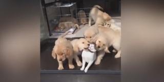 Pisică total copleşită de afecţiunea unor căţeluşi (Video)