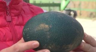 Premieră în microrezervaţia Muzeului de Ştiinţe ale Naturii din Constanţa. O pasăre Emu a făcut primul ou