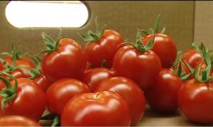 Primele roşii româneşti s-au copt şi sunt pe cale să ajungă în pieţe