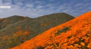 Imagini spectaculoase în apropiere de Los Angeles. Covor de maci în zonele deluroase din sud-estul oraşului californian