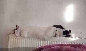 Care sunt greșelile pe care le comit stăpânii de pisici