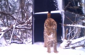 Încă un râs a fost capturat în pădurile din România