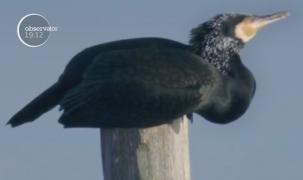 O fermă piscicolă din Bihor riscă să se închidă din cauza cormoranilor