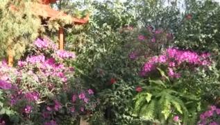 Expoziţie de flori exotice la Grădina Botanică, din Iași