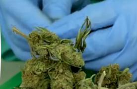 Canabis ca tratament, soluții pentru pacienții din România (Video)