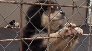 Cățeluși fără adăpost din Cluj, cele mai frumoase cadouri de 8 Martie