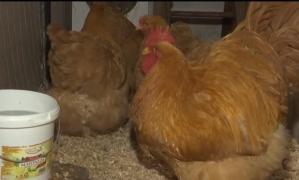 Patru hoți de găini din Argeș, prinși după o operațiune spectaculoasă