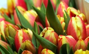 Drumul florilor pentru doamne şi domnişoare, de 8 Martie, la Observator 19