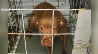 Femeia care și-a aruncat cățelul în intersecție, în București, amendată cu 1000 de lei